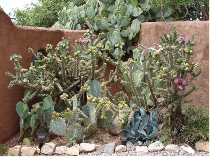 Image of plants in Otero county